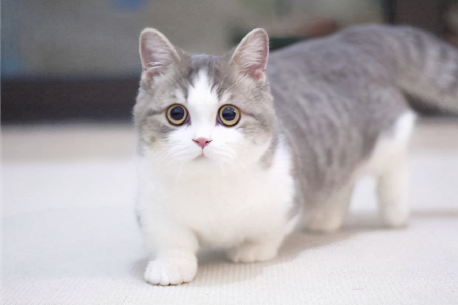 矮腳貓為什麼不建議買 新手養英短矮腳貓有什麼不好