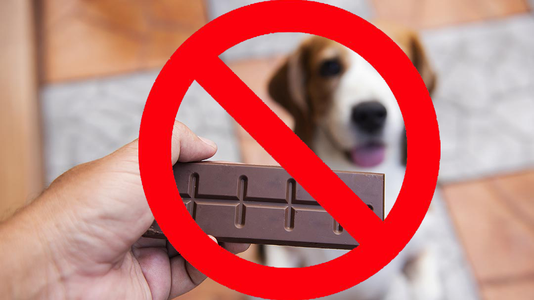 狗吃瞭巧克力多久發作 幼犬吃巧克力一般會有什麼癥狀