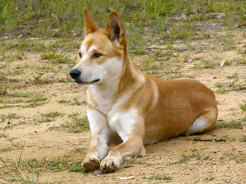 土狗壽命一般多少年 中國農村土狗最長壽命能活多久