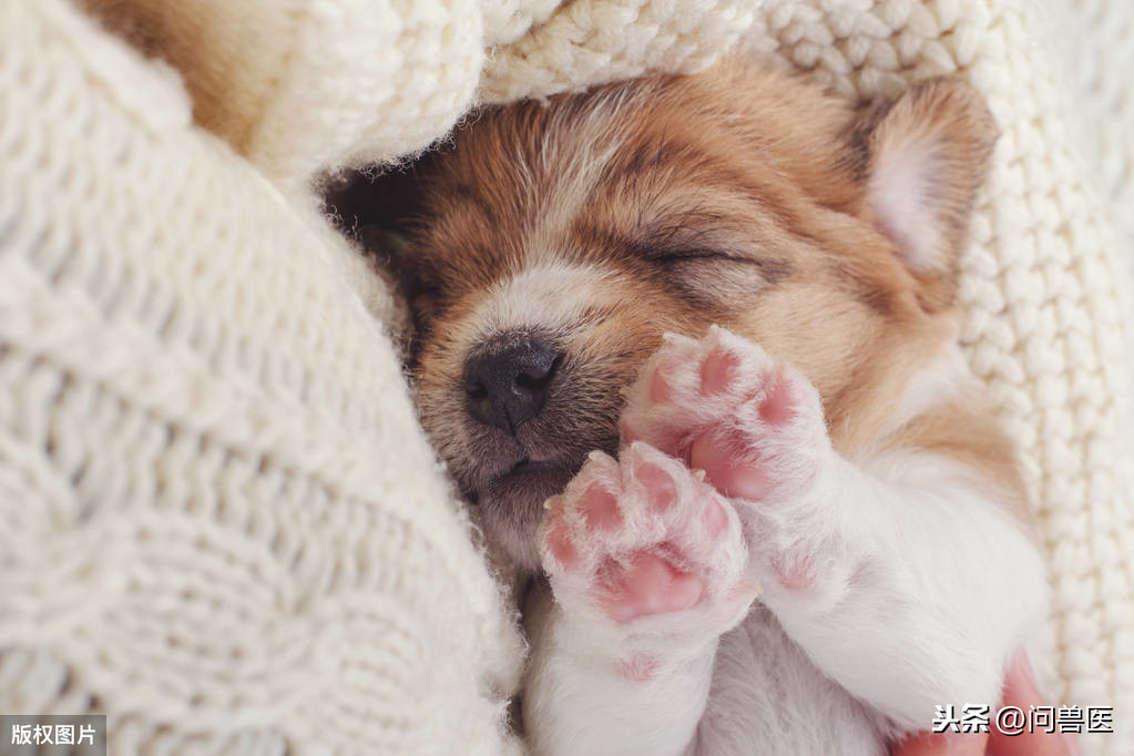 狗狗睡覺時候抖動抽搐 小狗睡覺後腿輕微抽搐怎麼回事