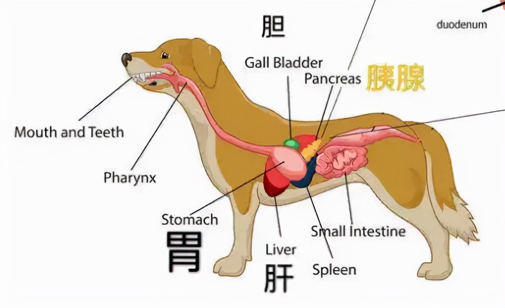 狗狗胰腺炎的4大癥狀 寵物狗得急性胰腺炎的嚴重表現