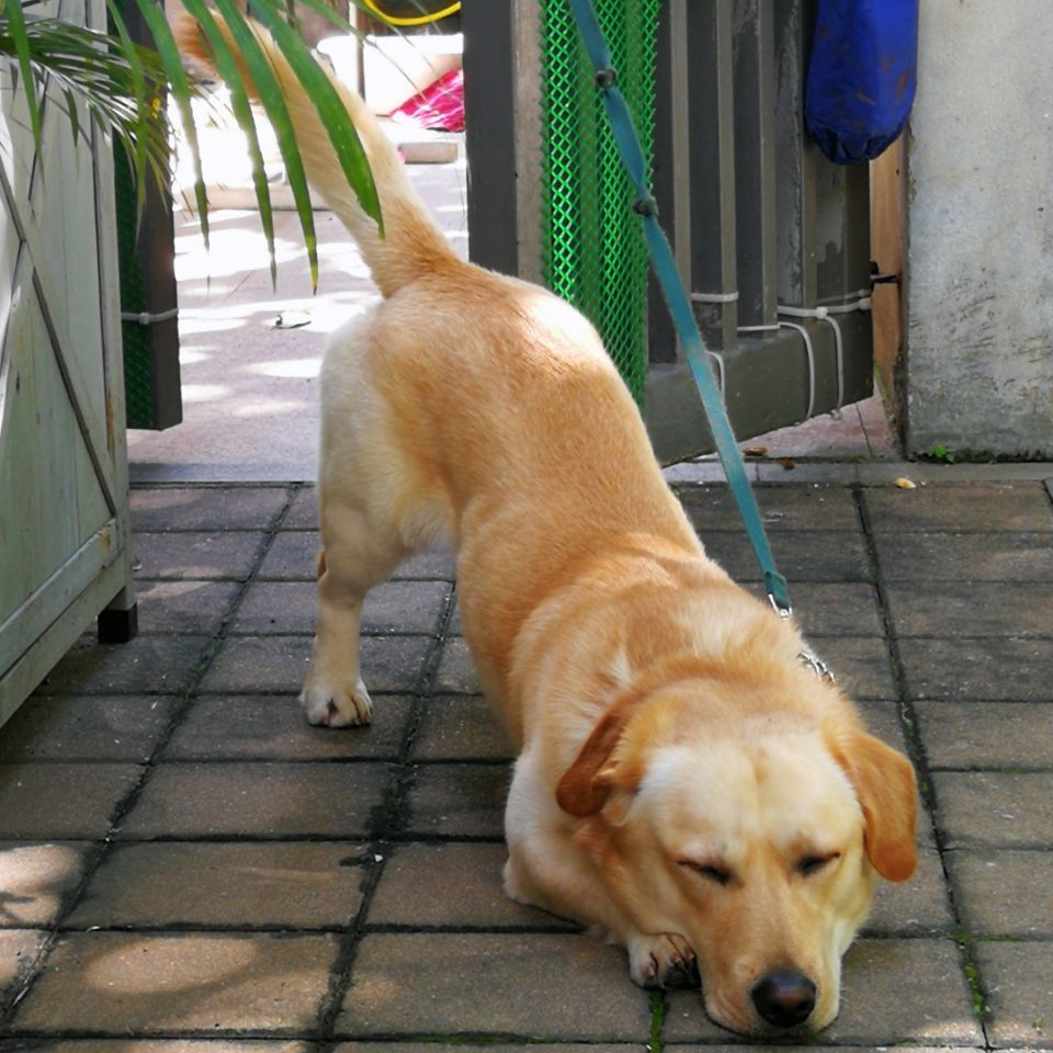 狗狗胰腺炎的4大癥狀 寵物狗得急性胰腺炎的嚴重表現