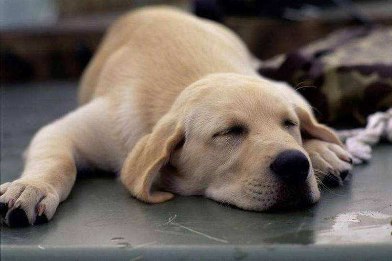 狗狗胰腺炎的4大癥狀 寵物狗得急性胰腺炎的嚴重表現