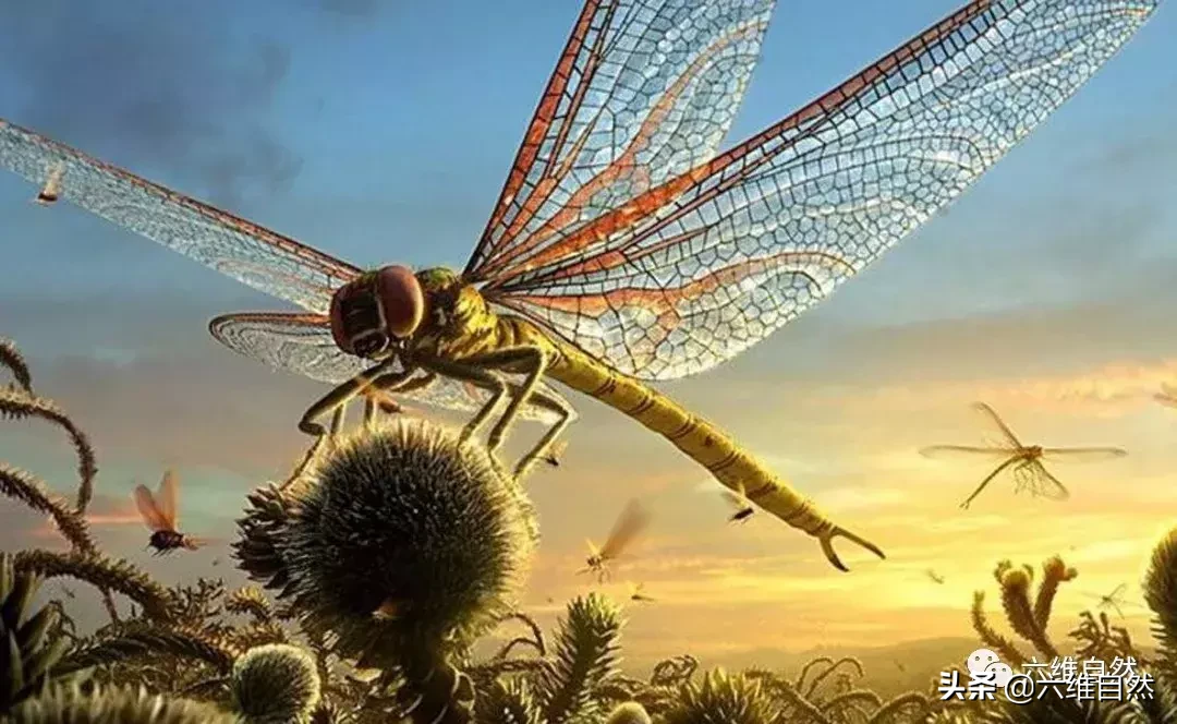 世界上最大的昆蟲 最大的昆蟲是什麼有多大多重