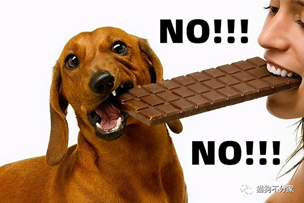 狗狗誤食巧克力一點點 小狗吃巧克力怎麼補救
