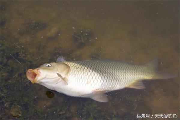 釣鯉魚用餌料 河裡野釣鯉魚用什麼餌料怎麼調漂