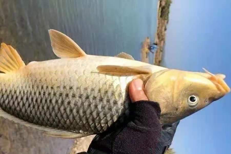 釣鯉魚用啥魚餌 野釣鯉魚什麼餌料打窩最好