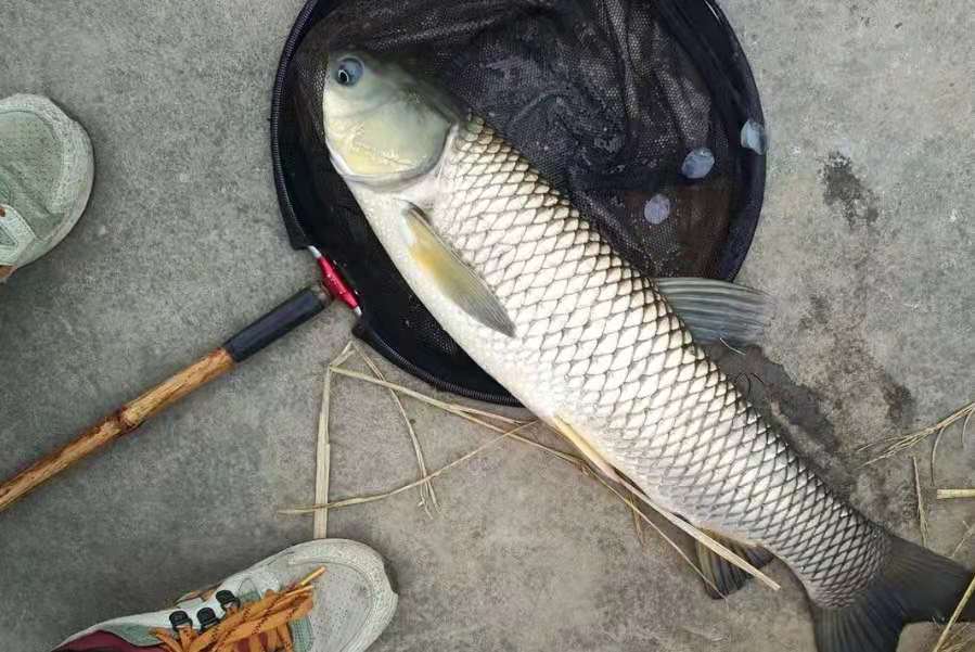 釣鯉魚用啥魚餌 野釣鯉魚什麼餌料打窩最好