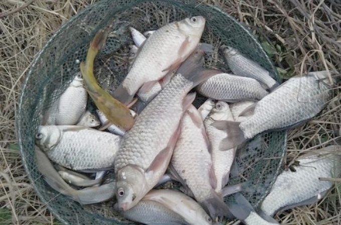 釣鯽魚口訣 秋冬季野釣鯽魚新手必看口訣大全