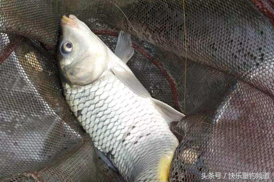 釣鯉魚線組最佳配置 冬季黑坑野釣鯉魚線組怎麼配置