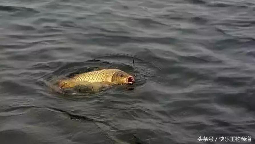 釣鯉魚線組最佳配置 冬季黑坑野釣鯉魚線組怎麼配置