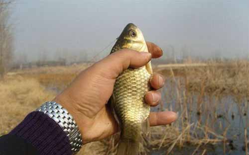 鯽魚怎麼釣效果好 冬天野釣大板鯽魚用什麼餌好釣法