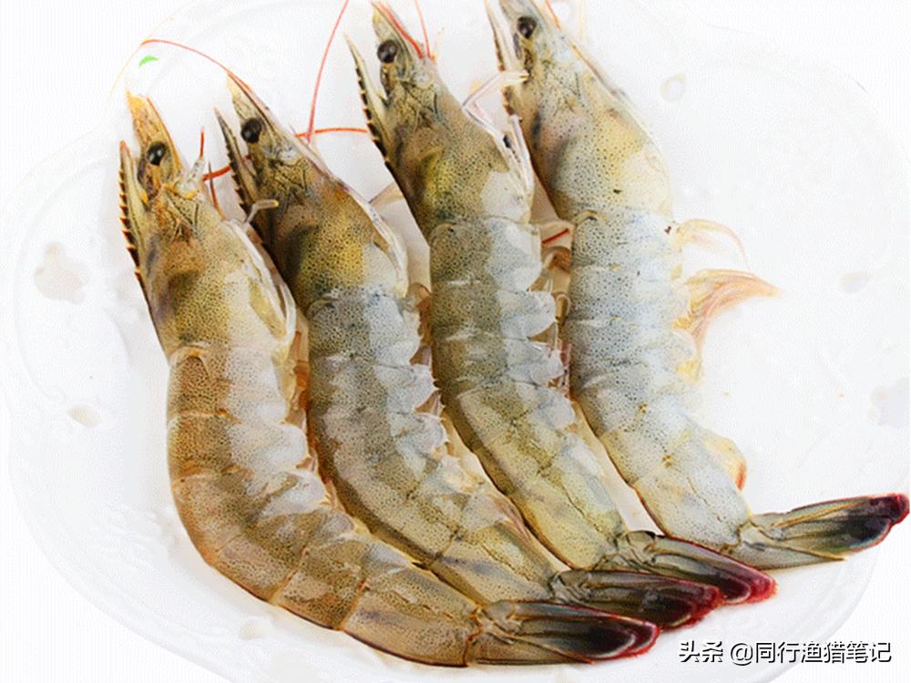 蝦滑釣魚餌料制作方法 野釣鯽魚蝦滑餌自制教程