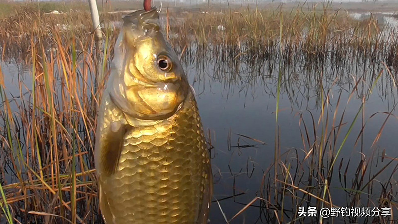 冬天釣魚釣深水還是淺水 冬釣鯽魚鰱鳙的最佳水深