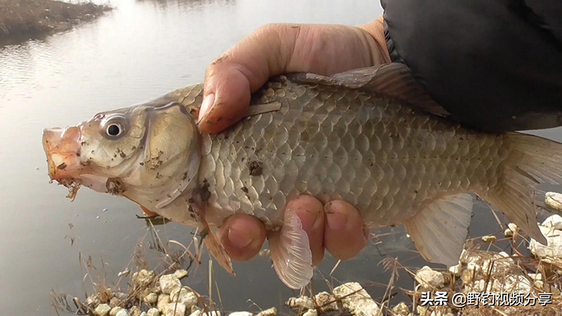 冬天釣魚釣深水還是淺水 冬釣鯽魚鰱鳙的最佳水深