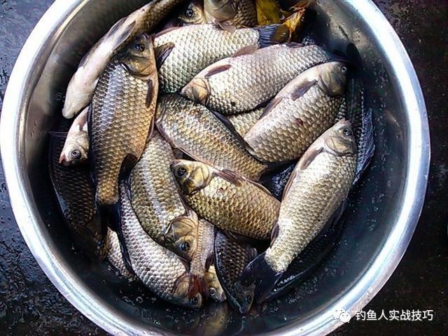 五月份釣魚用什麼餌料 河邊野釣鯽魚用什麼魚餌最好