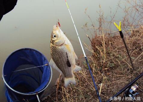 冬季筏竿串鉤釣魚技巧 筏竿串鉤釣鯽魚的使用方法