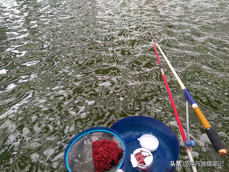 麝香酒釣魚正確的方法 黑坑野釣鯽魚如何泡麝香酒