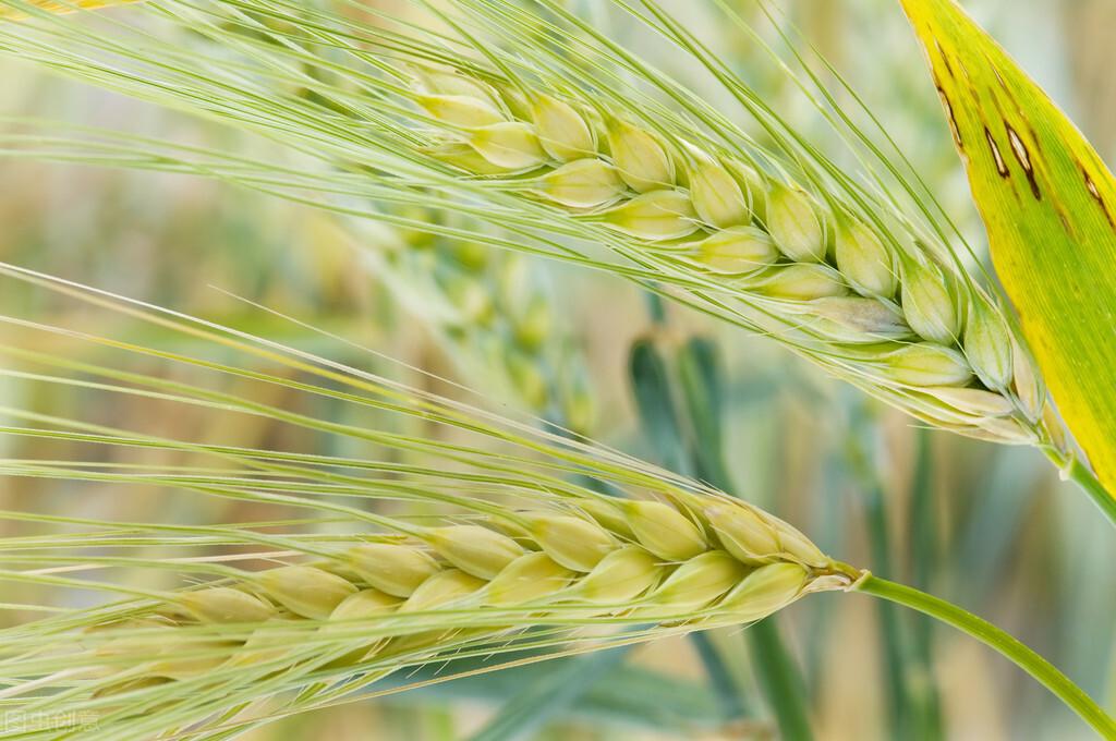 小麥和大麥有什麼區別 兩種麥子的8個不同點
