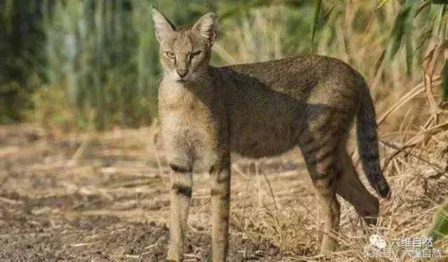 山貍子是什麼動物 形似傢貓的野貍子吃什麼食物