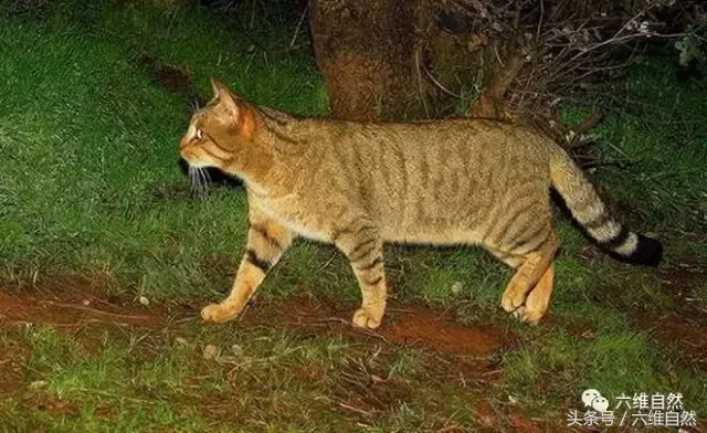 山貍子是什麼動物 形似傢貓的野貍子吃什麼食物