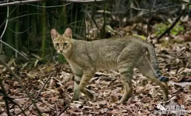 山貍子是什麼動物 形似傢貓的野貍子吃什麼食物