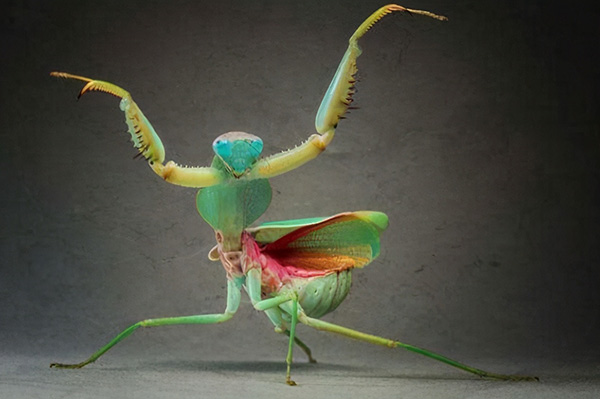 螳螂是什麼動物 螳螂是益蟲還是害蟲