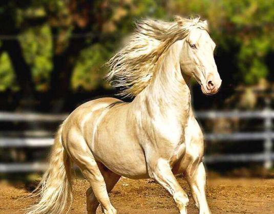 馬的壽命是多少年 馬匹壽命均為幾年