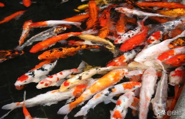 錦鯉壽命有多長時間 錦鯉魚能活多少年
