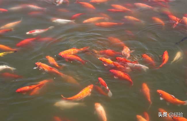 錦鯉壽命有多長時間 錦鯉魚能活多少年