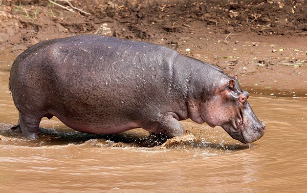 河馬是什麼動物 河馬是哺乳動物嗎