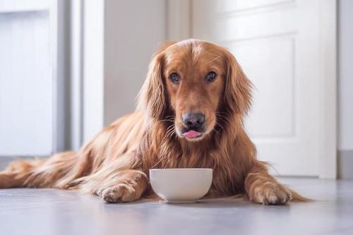 狗的壽命一般多長時間為一年 狗的壽命怎麼算