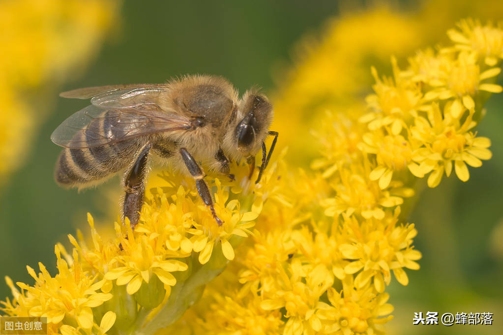 工蜂的壽命有多長 工蜂生命多久
