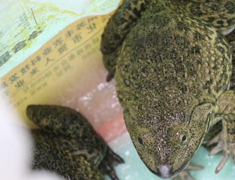 虎紋蛙為什麼是二級保護動物 野生虎紋蛙