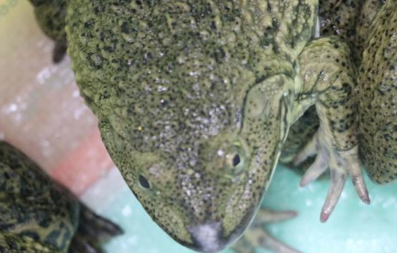 虎紋蛙為什麼是二級保護動物 野生虎紋蛙