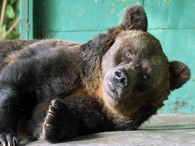 狗熊的壽命一般多少年 熊的壽命一般多少歲