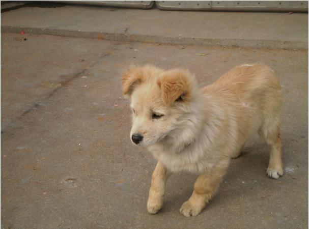 什麼動物專吃黃鼠狼 什麼動物專吃蛇