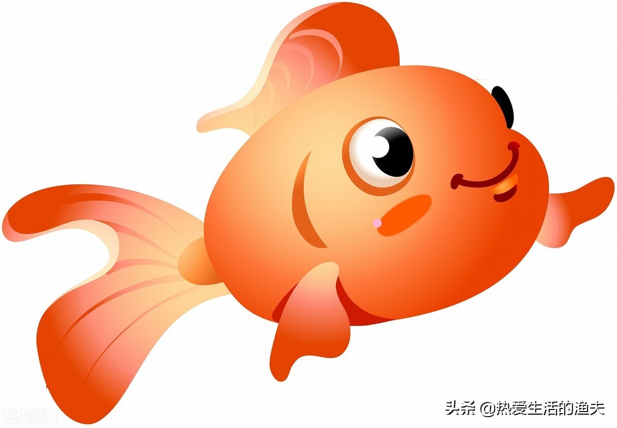 金魚壽命一般有多長 普通小金魚能活多久