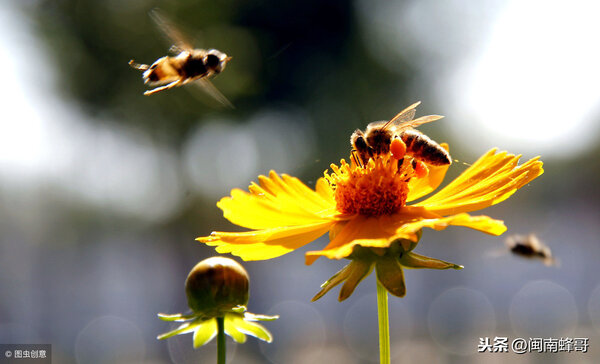 蜜蜂壽命有多長 一隻蜜蜂壽命多長時間