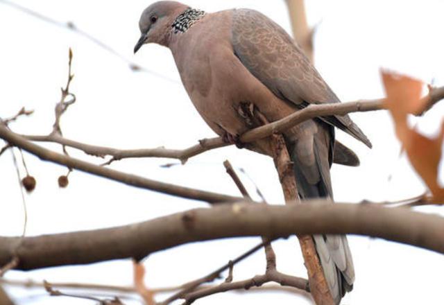 野生斑鳩吃什麼 斑鳩食物有哪些