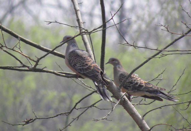 野生斑鳩吃什麼 斑鳩食物有哪些