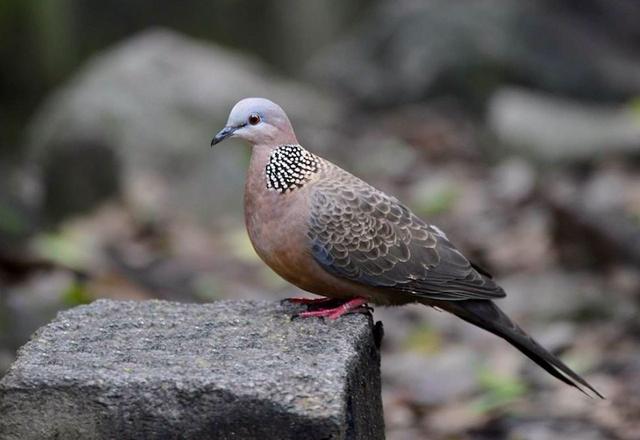 野生斑鳩吃什麼 斑鳩食物有哪些