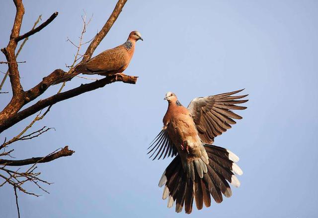 野生斑鳩吃什麼 斑鳩食物有哪些