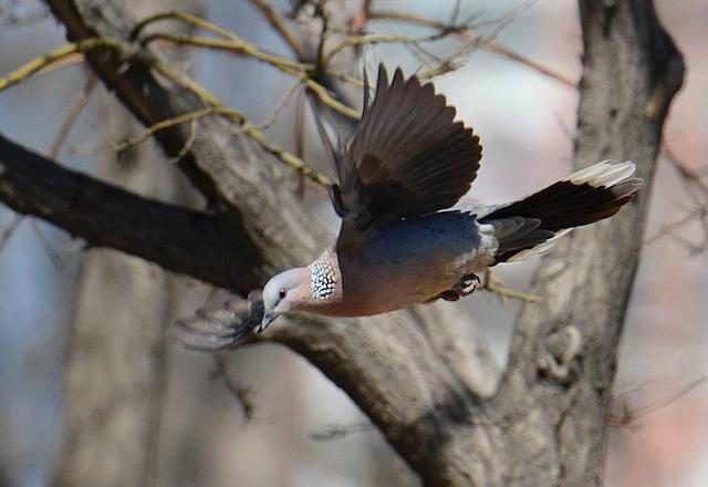 野生斑鳩吃什麼 斑鳩食物有哪些