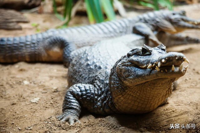 爬行動物的主要特征 爬行動物的外形特征