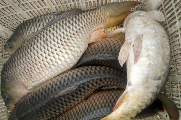 野生大鯉魚喜歡吃什麼 鯉魚的主食