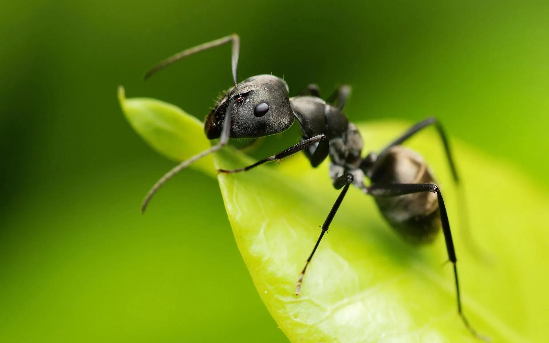 螞蟻的壽命有多長 一般螞蟻能活多久