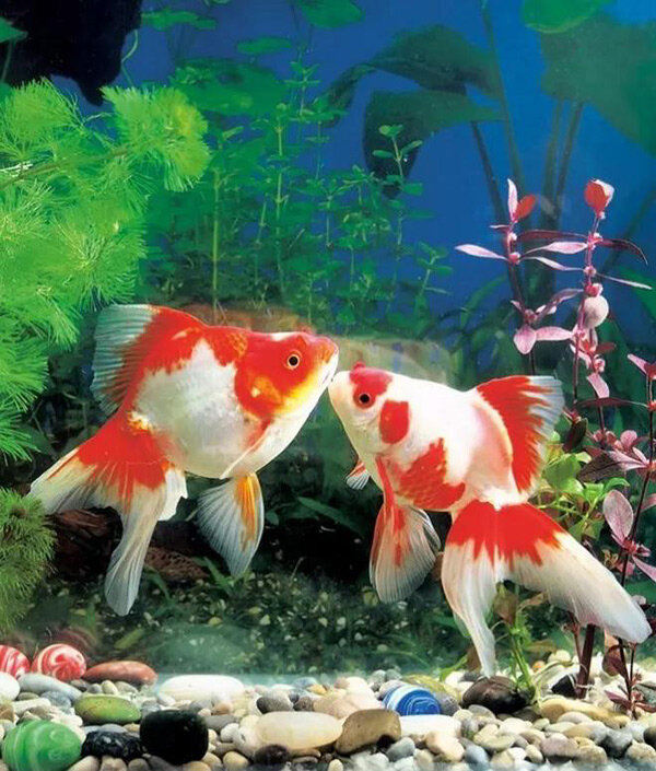 5毛一條小金魚的壽命 普通小金魚壽命
