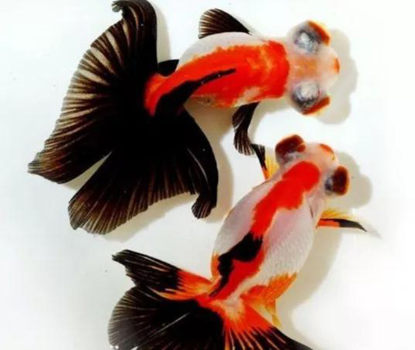 5毛一條小金魚的壽命 普通小金魚壽命