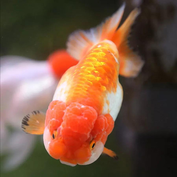 5毛一條小金魚的壽命 普通小金魚壽命